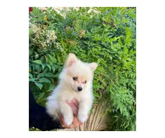 Pomeranians for sale 2 girls and 1 boy - 3