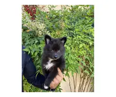 Pomeranians for sale 2 girls and 1 boy - 4