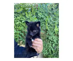 Pomeranians for sale 2 girls and 1 boy - 5