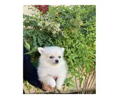 Pomeranians for sale 2 girls and 1 boy - 6