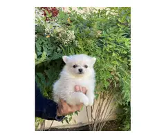 Pomeranians for sale 2 girls and 1 boy - 7