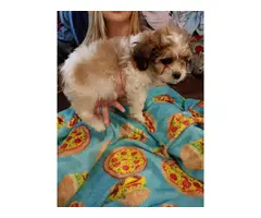 3 Shih tzu puppies for sale