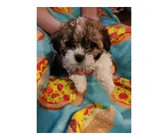 3 Shih tzu puppies for sale - 2