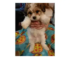 3 Shih tzu puppies for sale - 3