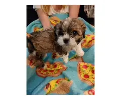 3 Shih tzu puppies for sale - 4