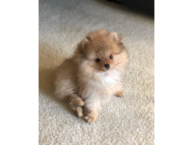 1 male pomeranian for sale in Albany, New York Puppies