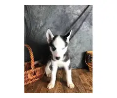 Beautiful Boys and Girls Siberian Husky puppies available...