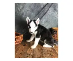 Beautiful Boys and Girls Siberian Husky puppies available... - 2