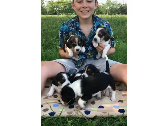11 cute Beagle puppies available - 1/7