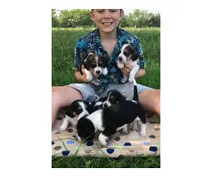 11 cute Beagle puppies available - 1