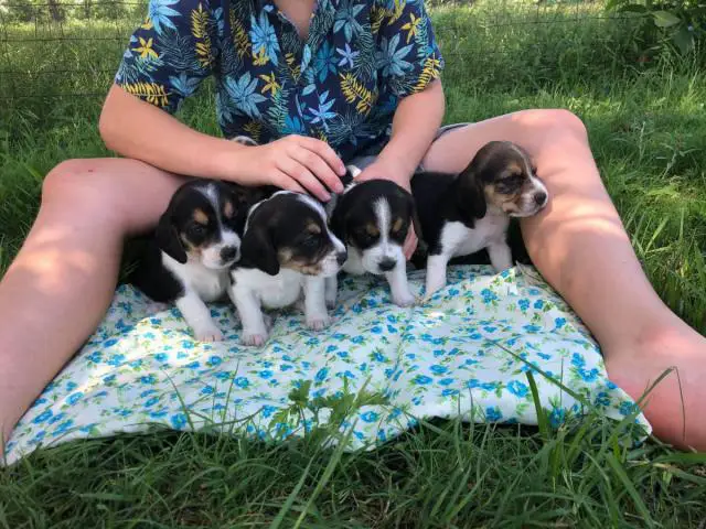 11 cute Beagle puppies available - 2/7