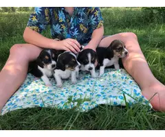 11 cute Beagle puppies available - 2