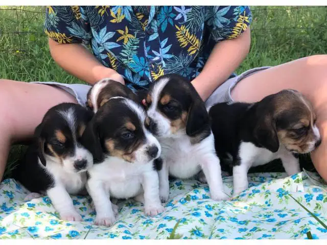 11 cute Beagle puppies available - 3/7