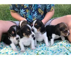 11 cute Beagle puppies available - 3