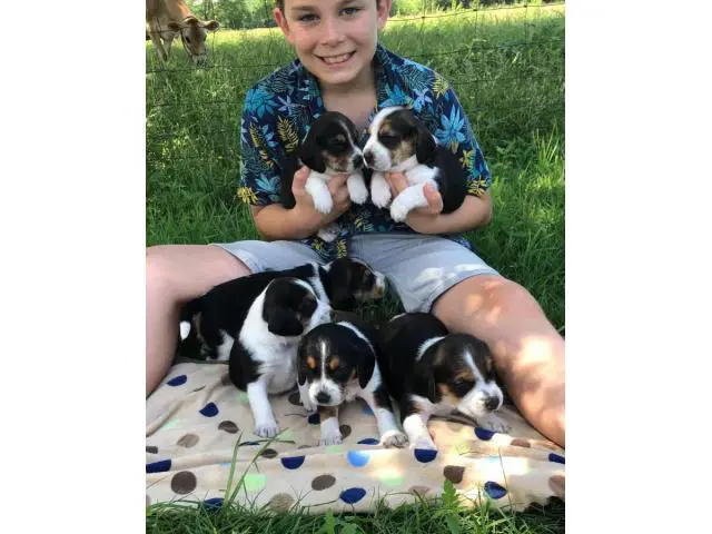 11 cute Beagle puppies available - 5/7