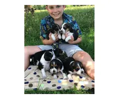 11 cute Beagle puppies available - 5