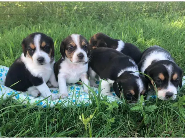11 cute Beagle puppies available - 6/7
