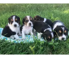 11 cute Beagle puppies available - 6