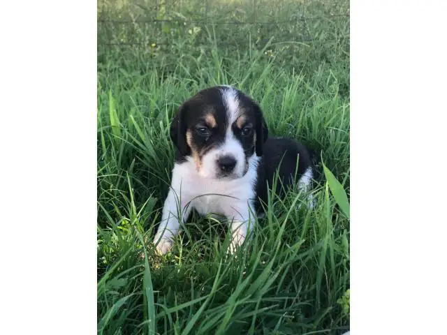 11 cute Beagle puppies available - 7/7