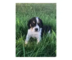 11 cute Beagle puppies available - 7
