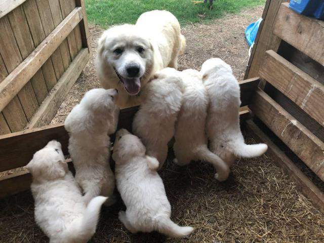 6 Weeks Old Fullblooded Great Pyrenees Puppies In Cullman Alabama Puppies For Sale Near Me