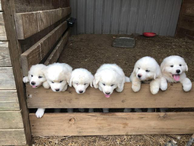 6 weeks old fullblooded Great Pyrenees puppies Cullman