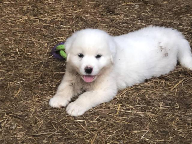 6 weeks old fullblooded Great Pyrenees puppies Cullman - Puppies for