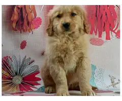 Golden Retriever puppies $700 - 2