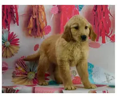 Golden Retriever puppies $700 - 4