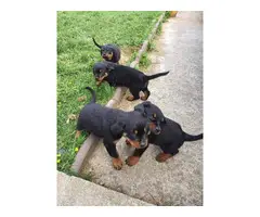 Rottweiler puppies for rehoming