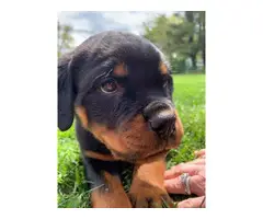 Rottweiler puppies for rehoming - 2