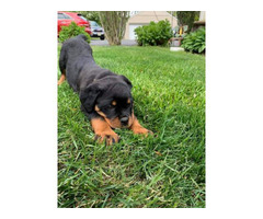 32 Best Images Rottweiler Puppies For Sale In Illinois : Sugar | Rottweiler Puppy For Sale | Keystone Puppies