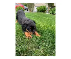 Rottweiler puppies for rehoming - 3