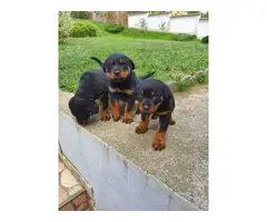Rottweiler puppies for rehoming - 4