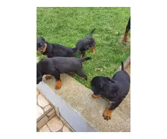 Rottweiler puppies for rehoming - 5