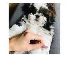 one 12 weeks old shih tzu puppy for sale