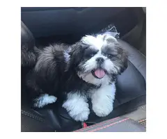 one 12 weeks old shih tzu puppy for sale - 3