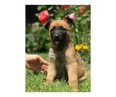 3 females Belgian Malinois Puppies for sale