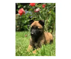 3 females Belgian Malinois Puppies for sale - 2