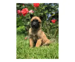 3 females Belgian Malinois Puppies for sale - 3