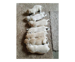 4 boys and 3 girls beautiful golden retriever puppies