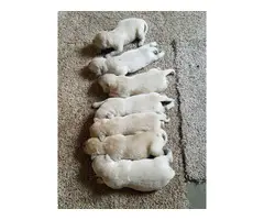 4 boys and 3 girls beautiful golden retriever puppies - 2