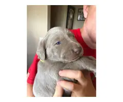 Four girls and one boy silver Labrador puppies for sale