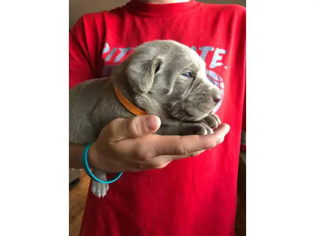 Four girls and one boy silver Labrador puppies for sale - 2/5