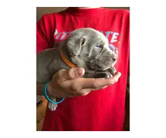 Four girls and one boy silver Labrador puppies for sale - 2