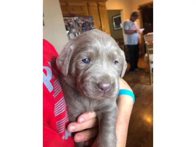 Four girls and one boy silver Labrador puppies for sale - 3/5