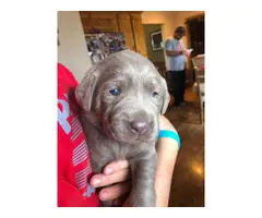 Four girls and one boy silver Labrador puppies for sale - 3