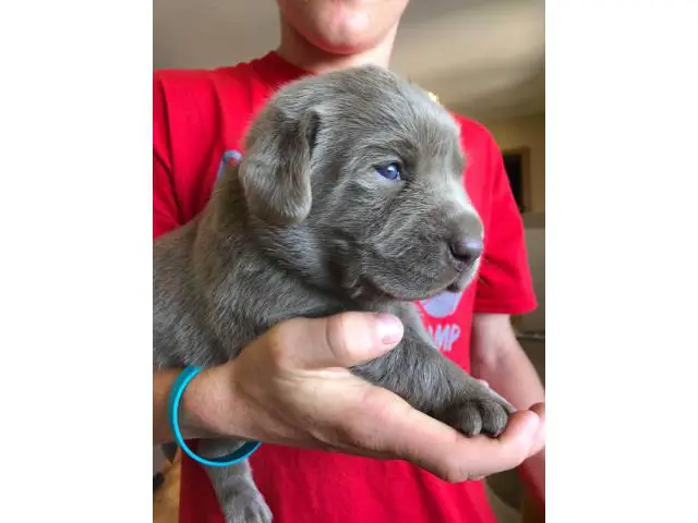 Four girls and one boy silver Labrador puppies for sale - 4/5