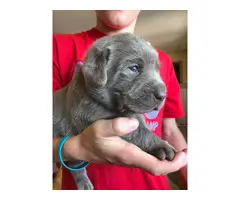 Four girls and one boy silver Labrador puppies for sale - 4