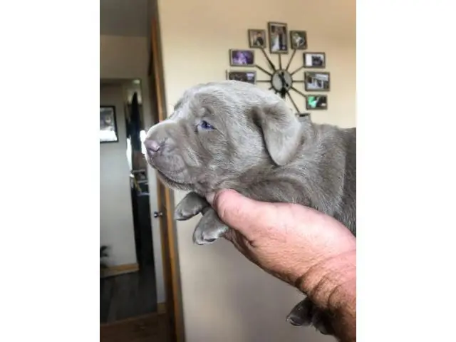 Four girls and one boy silver Labrador puppies for sale - 5/5